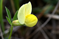 Lotus maritimus Lotus maritimus